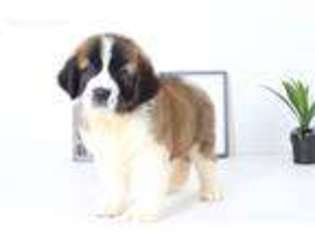 Saint Bernard Puppy for sale in Naples, FL, USA