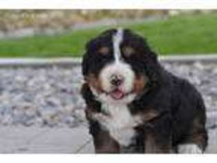 Bernese Mountain Dog Puppy for sale in Clifton, ID, USA