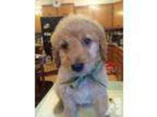 Goldendoodle Puppy for sale in OSWEGO, NY, USA