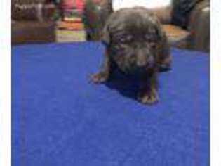 Labrador Retriever Puppy for sale in Navarre, FL, USA