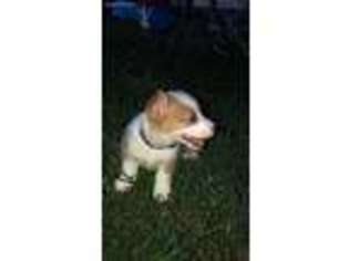 Pembroke Welsh Corgi Puppy for sale in Macon, MO, USA
