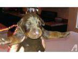 Doberman Pinscher Puppy for sale in MANOR, TX, USA