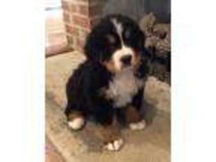 Bernese Mountain Dog Puppy for sale in Fair Play, SC, USA
