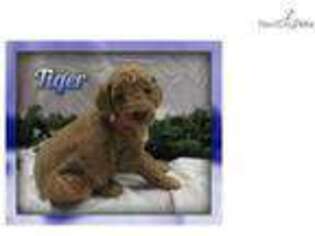 Goldendoodle Puppy for sale in Canton, OH, USA