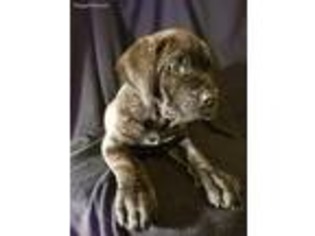 Mutt Puppy for sale in Tyrone, PA, USA
