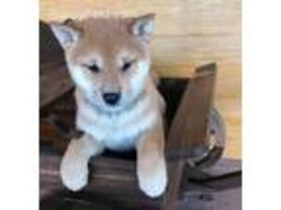 View Ad Shiba Inu Puppy For Sale Near Missouri Lamar Usa
