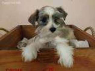 Mutt Puppy for sale in Stroud, OK, USA