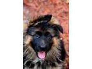 German Shepherd Dog Puppy for sale in Clearwater, FL, USA