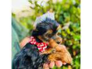 Yorkshire Terrier Puppy for sale in Walker, LA, USA