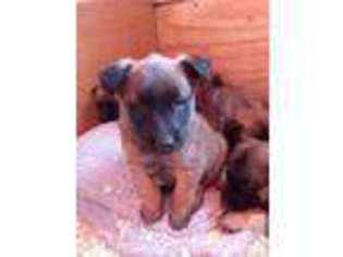Belgian Malinois Puppy for sale in CORTLAND, NY, USA