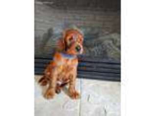 Irish Setter Puppy for sale in Beecher City, IL, USA