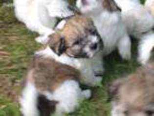 Coton de Tulear Puppy for sale in Hartselle, AL, USA