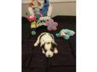 Shorkie Tzu Puppy for sale in Springtown, TX, USA