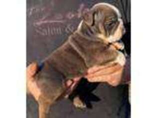 Bulldog Puppy for sale in Mena, AR, USA