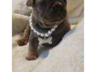 French Bulldog Puppy for sale in Lindsay, CA, USA