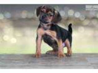 Puggle Puppy for sale in Saint George, UT, USA