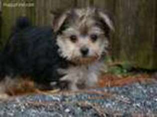 Yorkshire Terrier Puppy for sale in Union Bridge, MD, USA