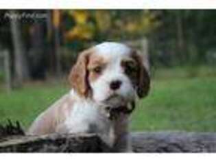 Cavalier King Charles Spaniel Puppy for sale in Kite, GA, USA