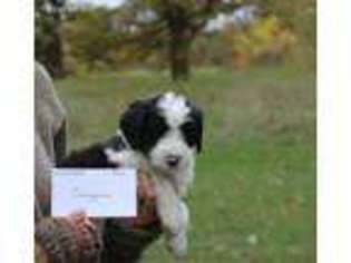 Saint Berdoodle Puppy for sale in Roseau, MN, USA