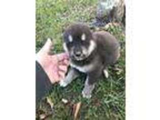 Alaskan Malamute Puppy for sale in Mayslick, KY, USA