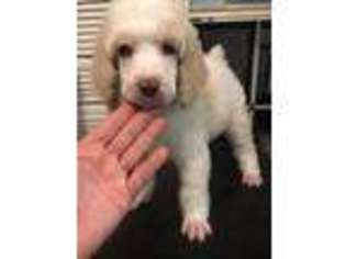 Mutt Puppy for sale in Bryant, AR, USA