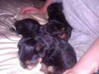 Yorkshire Terrier Puppy for sale in WOODMAN, WI, USA