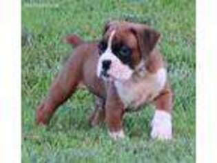 Boxer Puppy for sale in Mountain Home, AR, USA