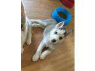 Siberian Husky Puppy for sale in Dundalk, MD, USA