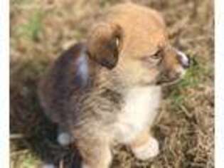 Pembroke Welsh Corgi Puppy for sale in Lynchburg, MO, USA