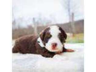 Mutt Puppy for sale in Port Washington, OH, USA