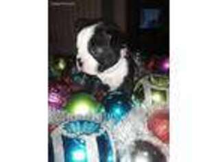 Boston Terrier Puppy for sale in Edgewood, TX, USA