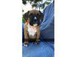 Boxer Puppy for sale in Edina, MO, USA