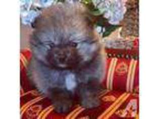 Pomeranian Puppy for sale in WILTON, CA, USA
