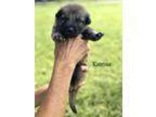 German Shepherd Dog Puppy for sale in Punta Gorda, FL, USA