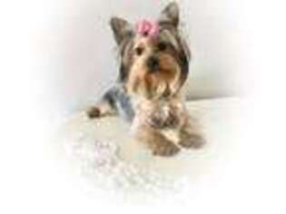 Yorkshire Terrier Puppy for sale in Orem, UT, USA