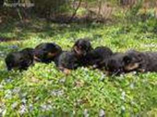 Rottweiler Puppy for sale in Wausau, WI, USA