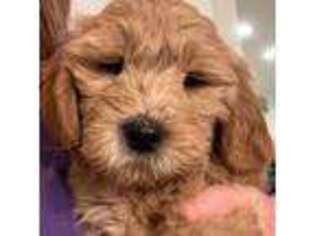 Goldendoodle Puppy for sale in Monroe, GA, USA