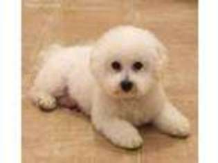 Bichon Frise Puppy for sale in Douglasville, GA, USA