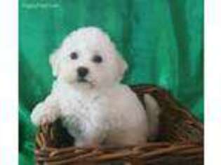 Bichon Frise Puppy for sale in Biloxi, MS, USA
