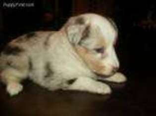 Shetland Sheepdog Puppy for sale in Knox, IN, USA