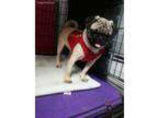 Pug Puppy for sale in Colonial Heights, VA, USA