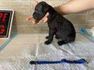 Cane Corso Puppy for sale in Fillmore, CA, USA