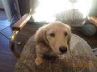 Dachshund Puppy for sale in Hermiston, OR, USA