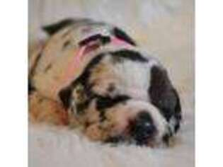 Great Dane Puppy for sale in Colton, CA, USA