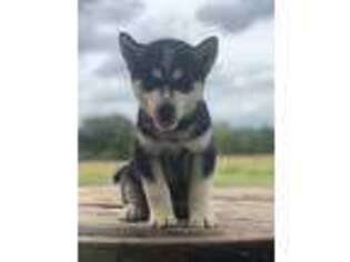Siberian Husky Puppy for sale in Greenbrier, AR, USA
