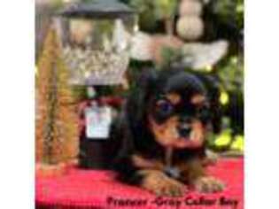 Cavalier King Charles Spaniel Puppy for sale in Mena, AR, USA