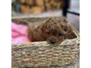 Cavapoo Puppy for sale in Shelbyville, KY, USA