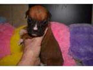 Boxer Puppy for sale in Neosho, MO, USA