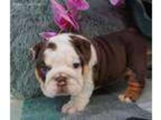 Bulldog Puppy for sale in Sunnyvale, CA, USA