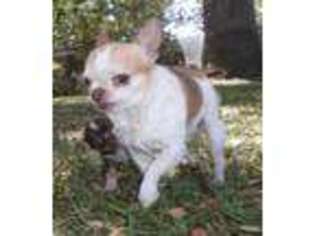 Chihuahua Puppy for sale in Seminole, FL, USA
